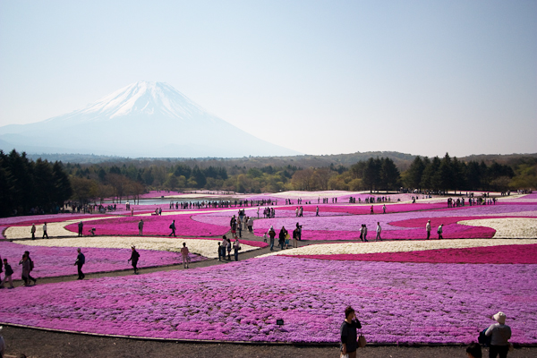 富士芝桜まつり